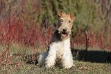 FOX TERRIER 464